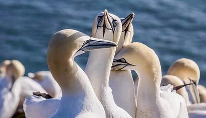 足球直播-三名辽宁女篮球员入围WCBA全明星候选名单